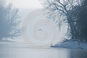 Gray heron flying over a frozen lake, Winter frozen lake