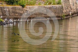 Gray heron flying over river