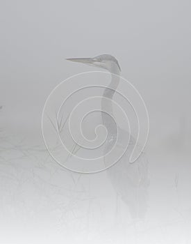 The Gray heron in Fog