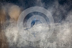 Gray Heron in the fog