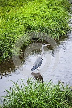 Gray heron on the hunt