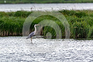 Gray heron hunting on the lake