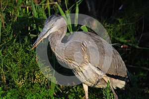Gray Heron hunting in the night
