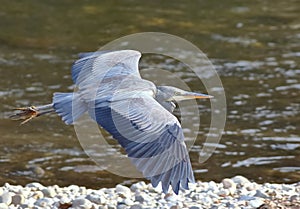 Gray heron and its wingspan