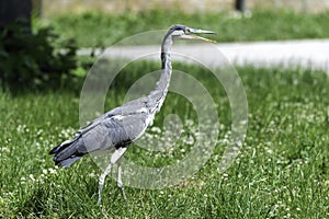 Gray heron landing in the city, AirÃ²n, Airone cenerino, Ardea cinerea