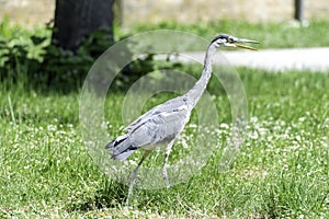 Gray heron landing in the city, AirÃ²n, Airone cenerino, Ardea cinerea