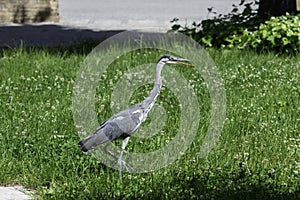 Gray heron landing in the city, AirÃ²n, Airone cenerino, Ardea cinerea