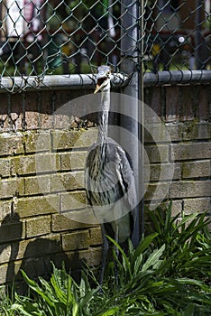 Gray heron landing in the city, AirÃ²n, Airone cenerino, Ardea cinerea