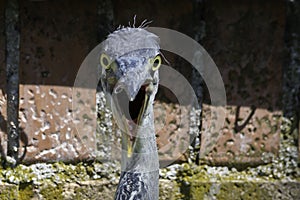 Gray heron landing in the city, AirÃ²n, Airone cenerino, Ardea cinerea