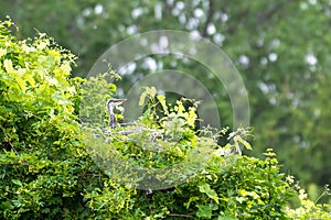 Gray heron landing in the city, AirÃ²n, Airone cenerino, Ardea cinerea