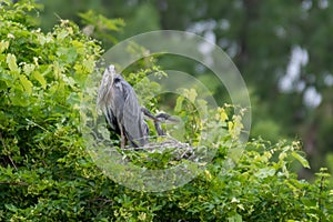 Gray heron landing in the city, AirÃ²n, Airone cenerino, Ardea cinerea