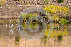 Gray heron landing in water