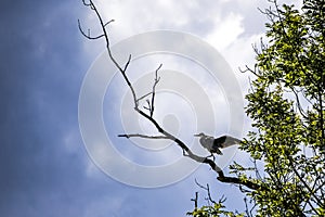 Gray heron, a large-sized bird