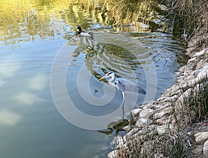 Gray Heron (Latin: Ardea cinerea