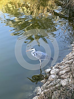 Gray Heron (Latin: Ardea cinerea