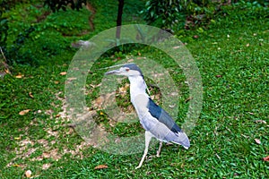 Gray heron on the lawn. Malaysia