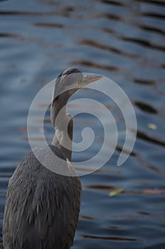 Gray heron