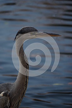 Gray heron