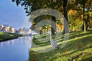 Gray heron is looking for the food in the City of Schwerin, Mecklenburg-Vorpommern, Germany