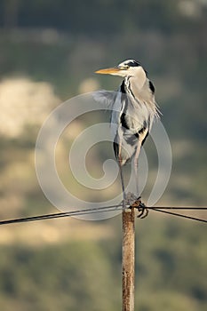A Gray Heron on a Metal Post