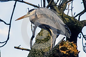 Gray heron with neck retracted