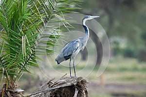 Gray heron