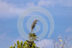 Gray heron in Parco Naturale della Maremma, Tuscany, Italy photo