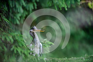 Gray heron peeping through the branches of a coniferous tree