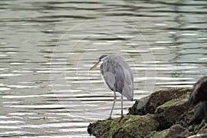 Gray heron pensively stands near the water