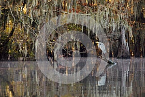 Gray heron perched on a log in Cypress Swamps, USA