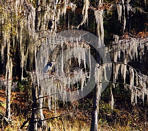 Gray heron perched on a tree in Cypress Swamps, USA