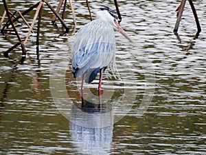 Gray heron perching on lake water with reflection