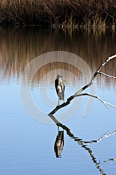 Gray heron perching on limb