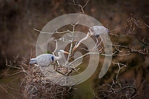 Gray Heron portrait in nature