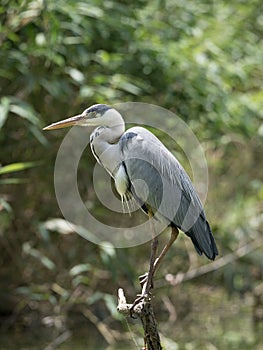 Gray heron posing on a branch