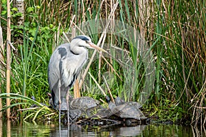 Gray heron and red-cheeked turtles photo