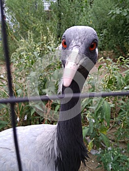 Gray Heron with red eyes and a white tuft on the back of his head