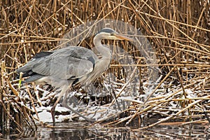 Gray heron in reeds.
