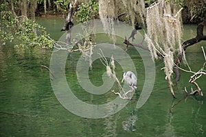 Gray Heron resting on limb Blue Springs State Park