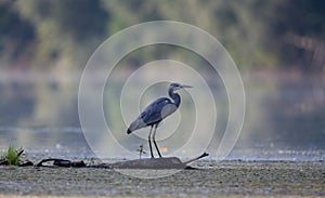 Gray heron on river coast