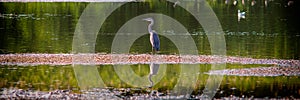 Gray heron in search of food in the shoal of the lake in the evening