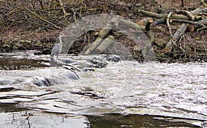 Gray heron seated in the middle of the river in a rapids