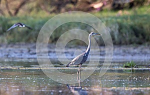 Gray heron in shallow water