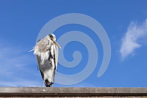 A gray heron sits on the roof of a house against a clear blue sky