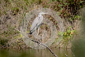 Gray Heron is sitting on a branch which stands in a lake