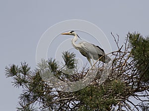 Gray heron sitting in a nes.