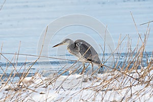 Gray Heron by snowy coast