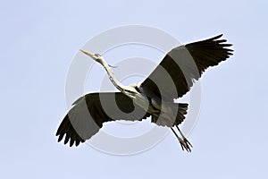 Gray heron soaring over the cloudless sky.