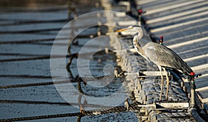 Gray heron on solar panel array
