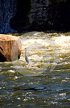 A gray heron standing fishing in the Catawba river.